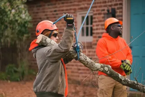 Blazer Tree Services